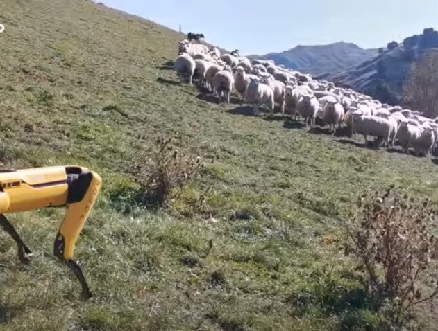 chien robot Boston Dynamics gestion flotte