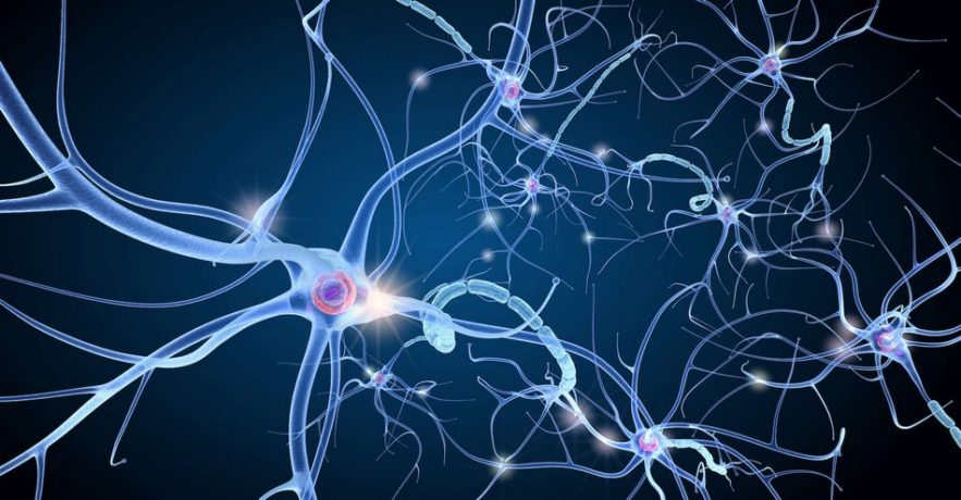 neurone communication
