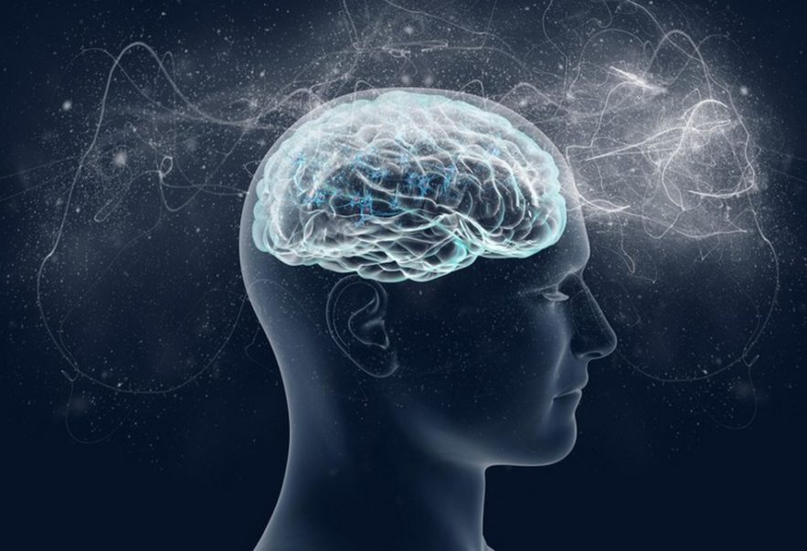 conscience mouche à fruit humain humaine neurologie cerveau