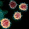 coronavirus proteine pointe covid-19 sars-cov-2 virus