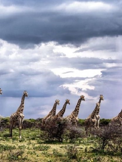 girafes foudre
