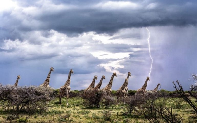 girafes foudre