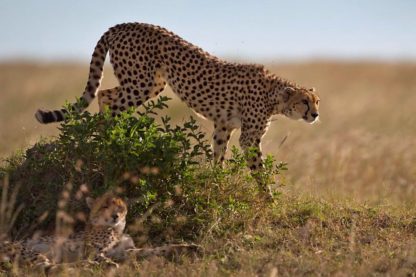 guepard saharien sahara etinction algerie alger