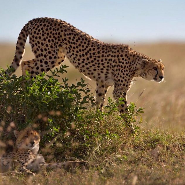 guepard saharien sahara etinction algerie alger