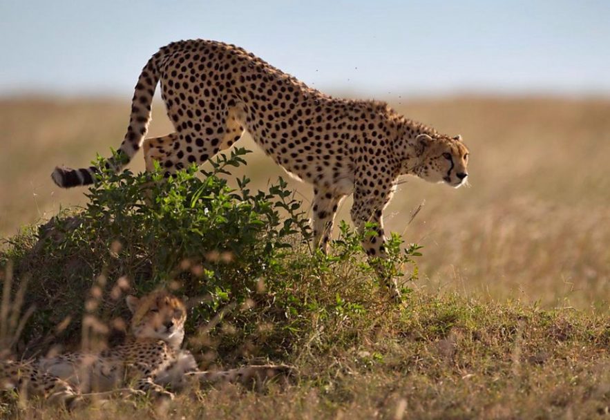 guepard saharien sahara etinction algerie alger