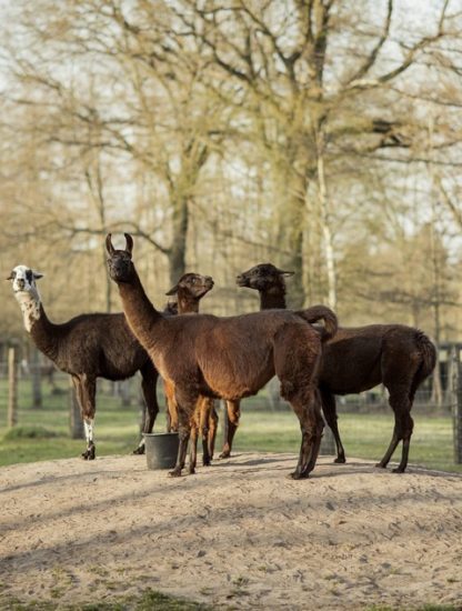 lama coronavirus covid-19 sars-cov-2 anticorps