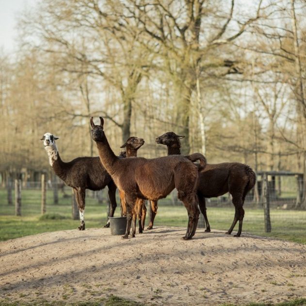 lama coronavirus covid-19 sars-cov-2 anticorps