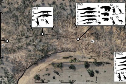 megafaune australie fossiles