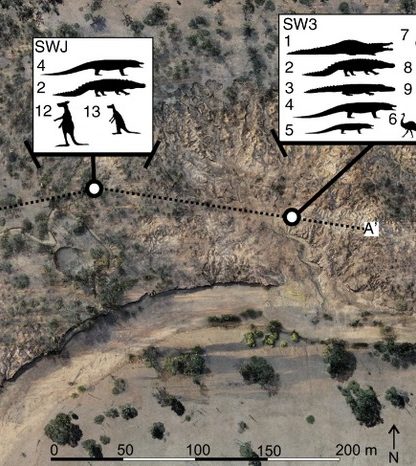 megafaune australie fossiles