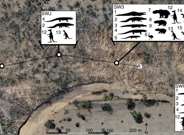 megafaune australie fossiles