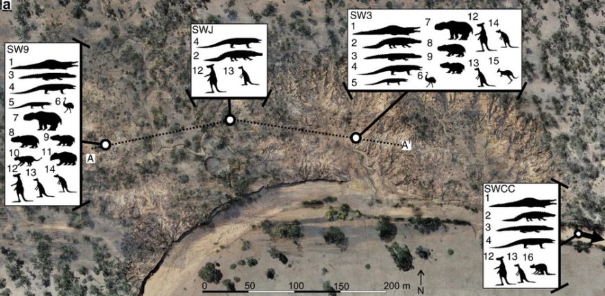 megafaune australie fossiles