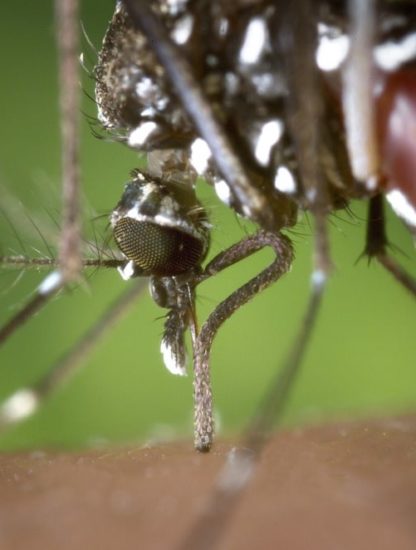 microbe moustique lutte paludisme
