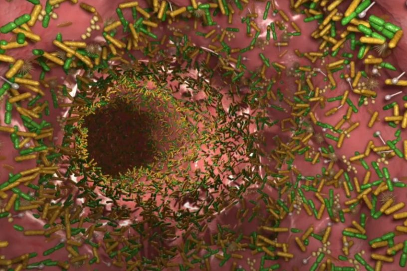 microbiote intestin influence cerveau