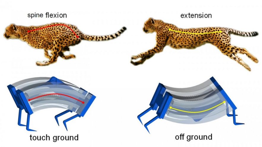 robot robotique guépard