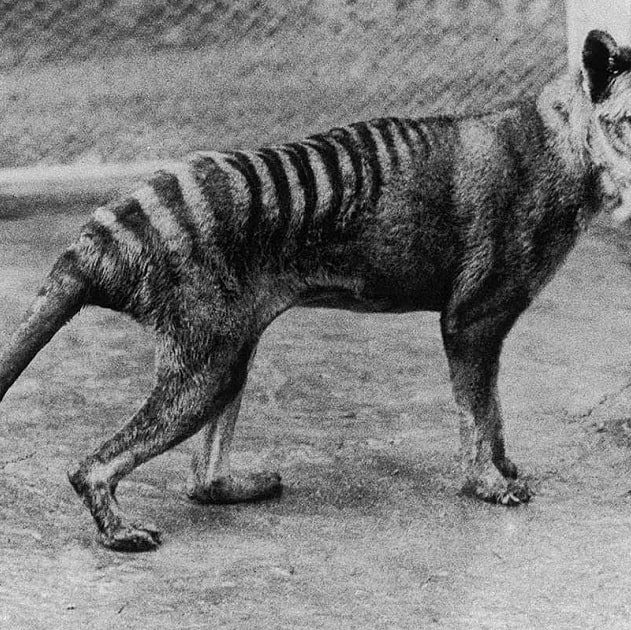 tigre tasmanie