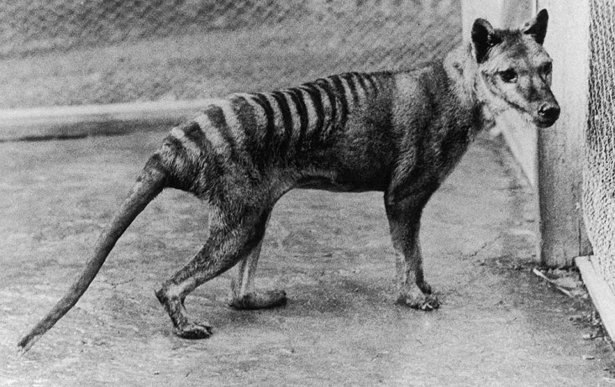 tigre tasmanie
