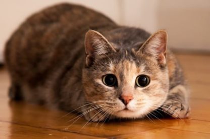 tortillement chat
