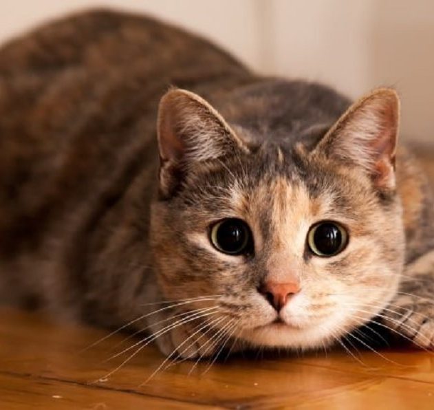 tortillement chat