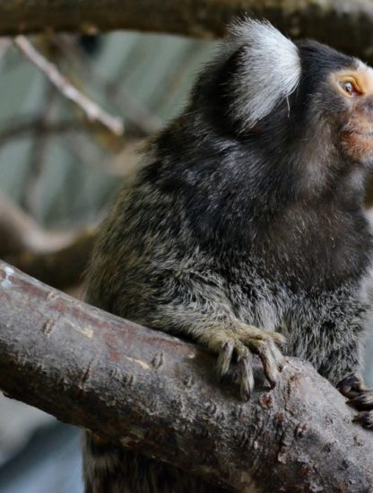 gène humain augmentation taille cerveau primates