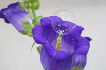 plante fleur pollen bulle drone pollinisateur