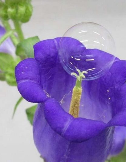 plante fleur pollen bulle drone pollinisateur