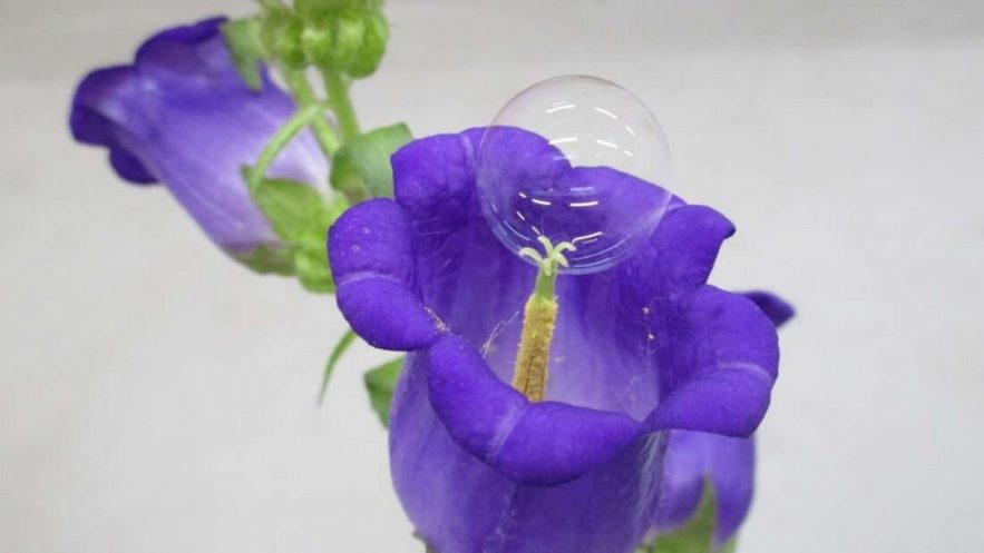 plante fleur pollen bulle drone pollinisateur