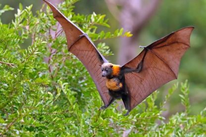 chauves souris virus