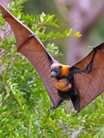chauves souris virus