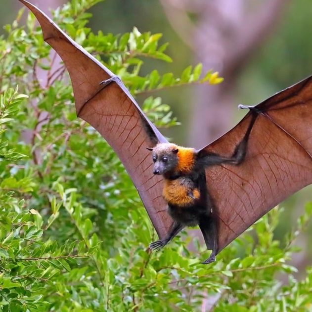 chauves souris virus