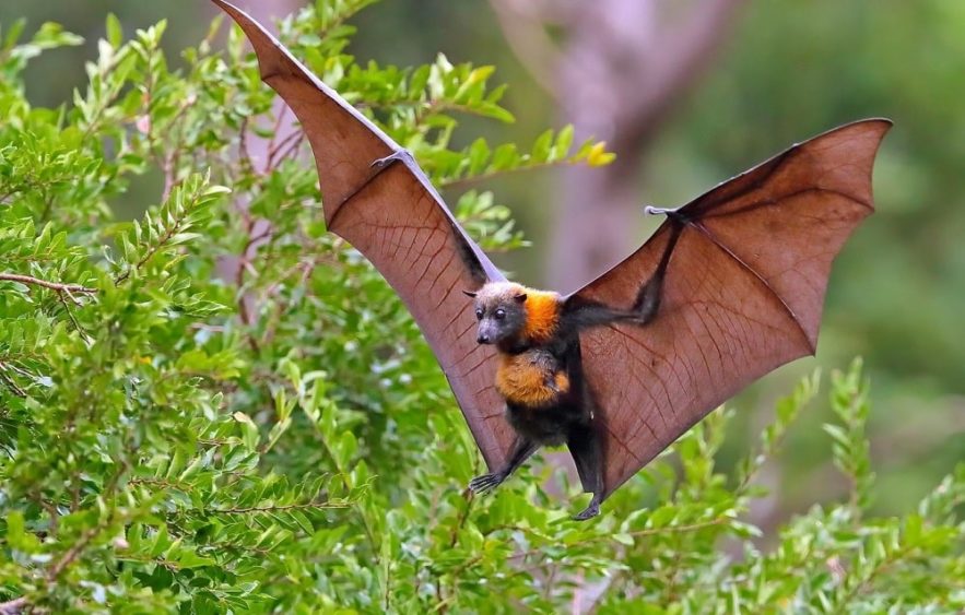 chauves souris virus