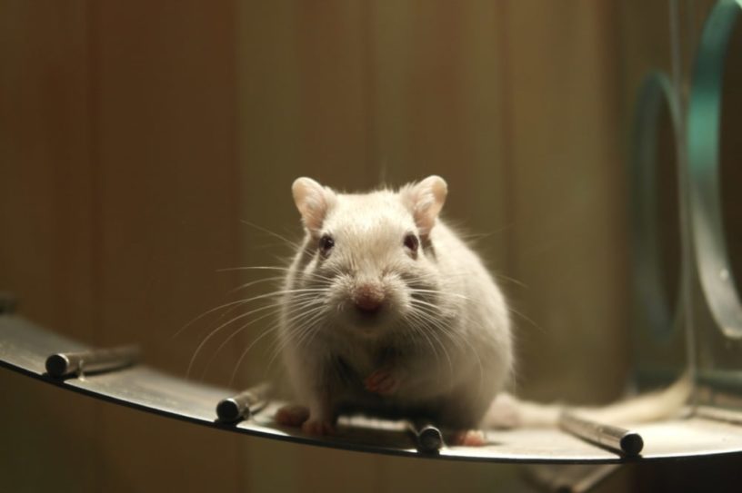 chimère homme souris