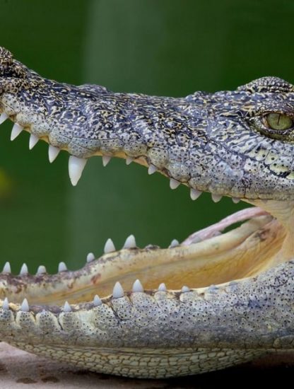 dents animaux
