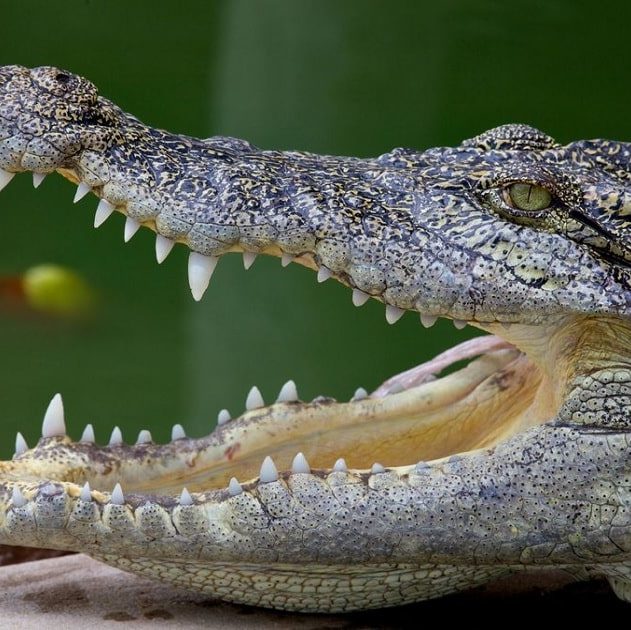 dents animaux