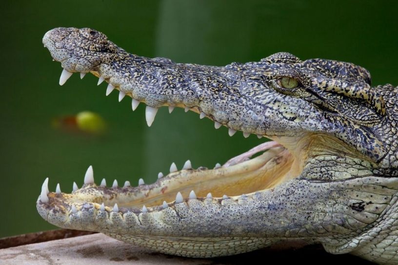 dents animaux