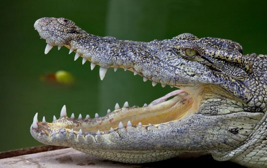 dents animaux