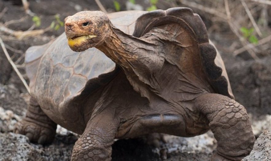diego tortue galapagos