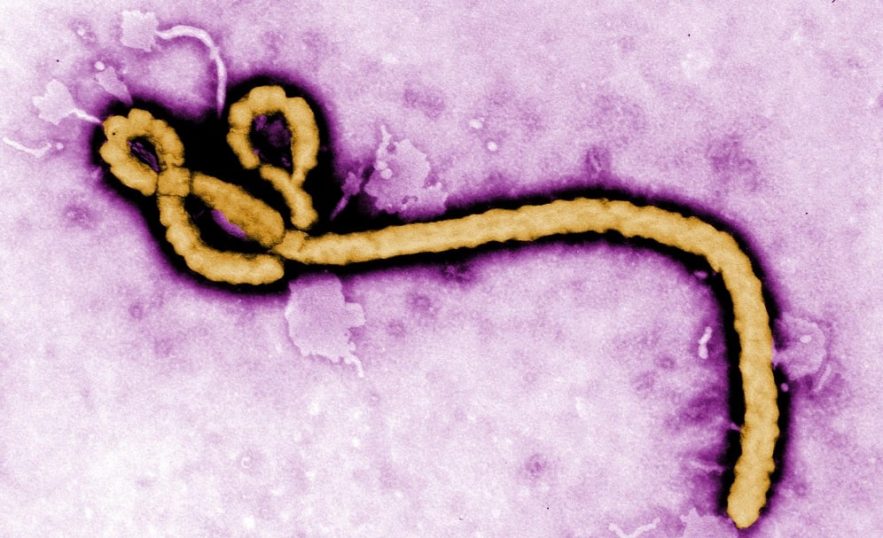 ebola virus