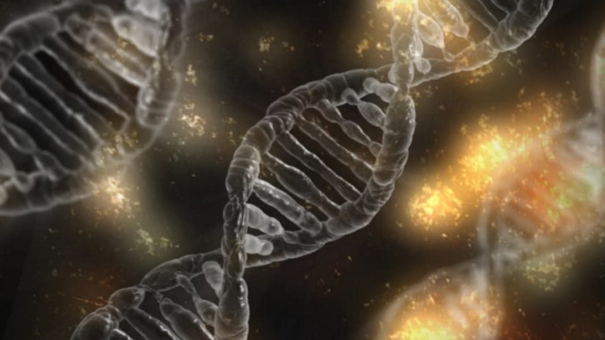embryons modifiés CRISPR anomalies imprévues