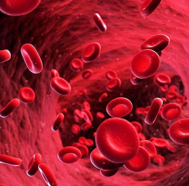 globules rouges sang