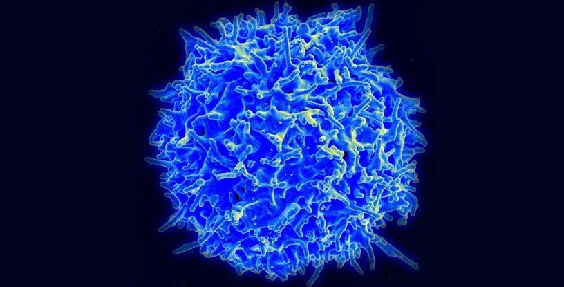 immunité croisée coronavirus COVID-19