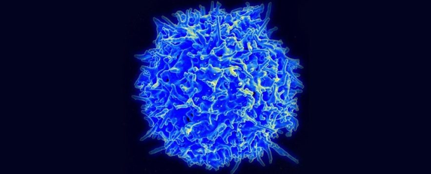 immunité croisée coronavirus COVID-19
