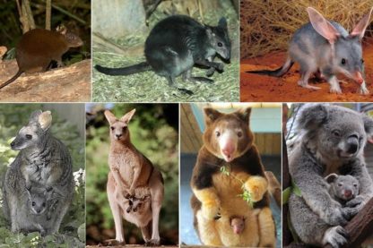 marsupiaux australie