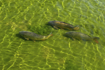 migration poissons intestins oiseaux