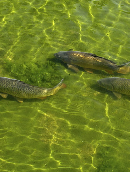migration poissons intestins oiseaux