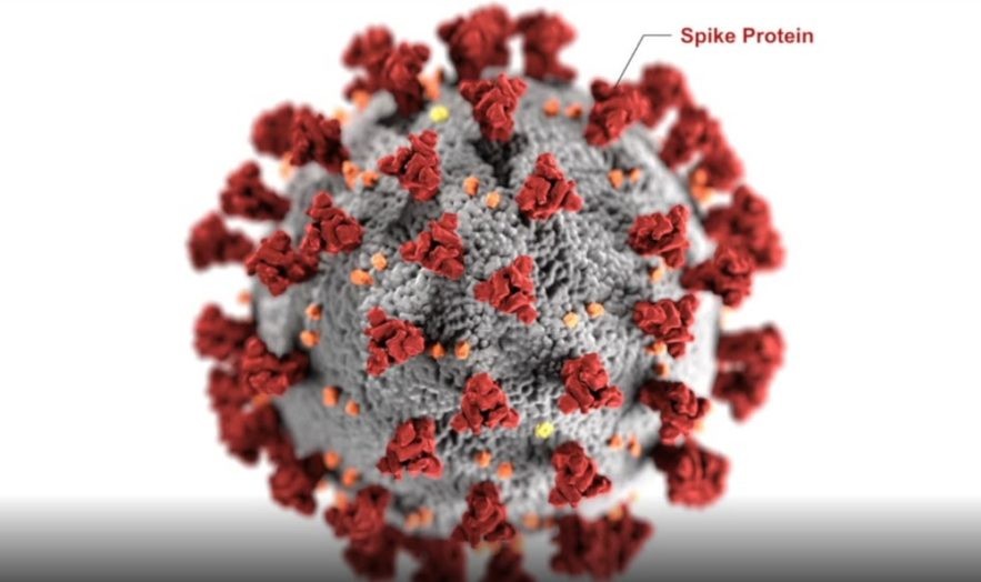modélisation protéine pointe coronavirus open source