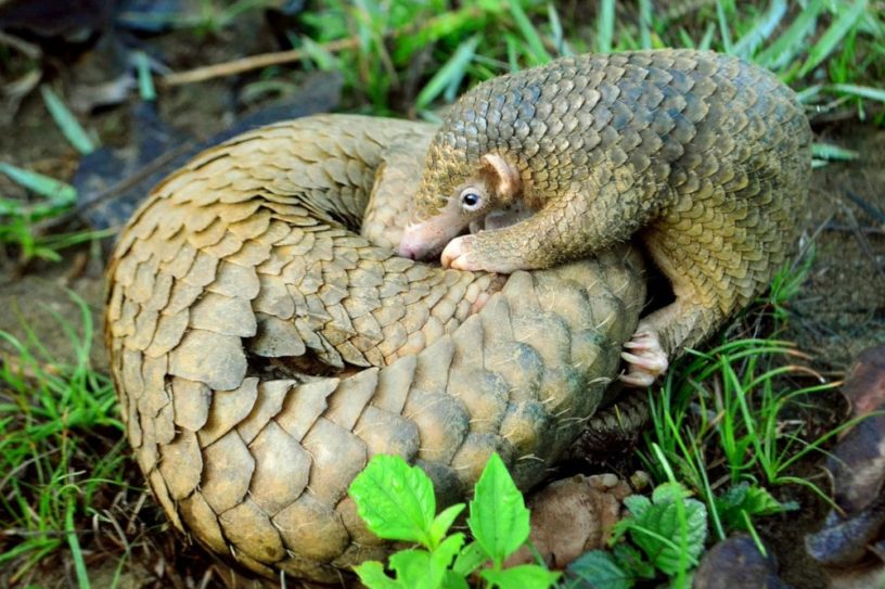 pangolin exclu pharmacopée chine médecine