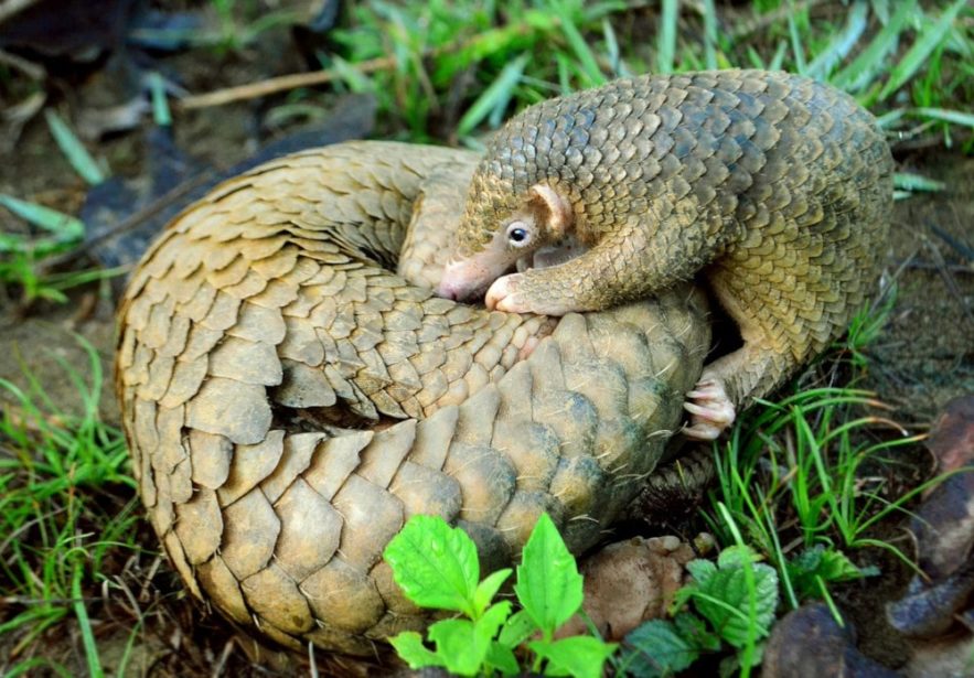 pangolin exclu pharmacopée chine médecine