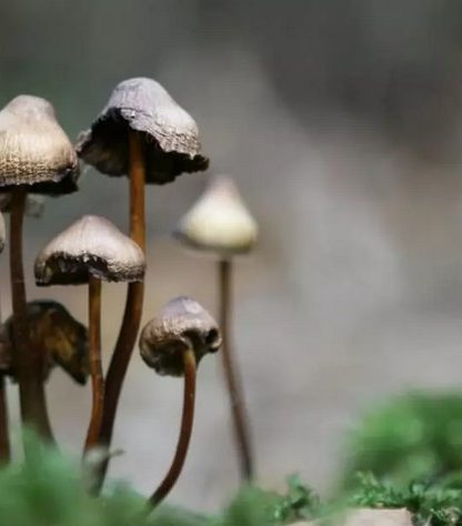 psilocybine psychedeliques