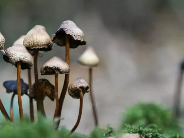 psilocybine psychedeliques