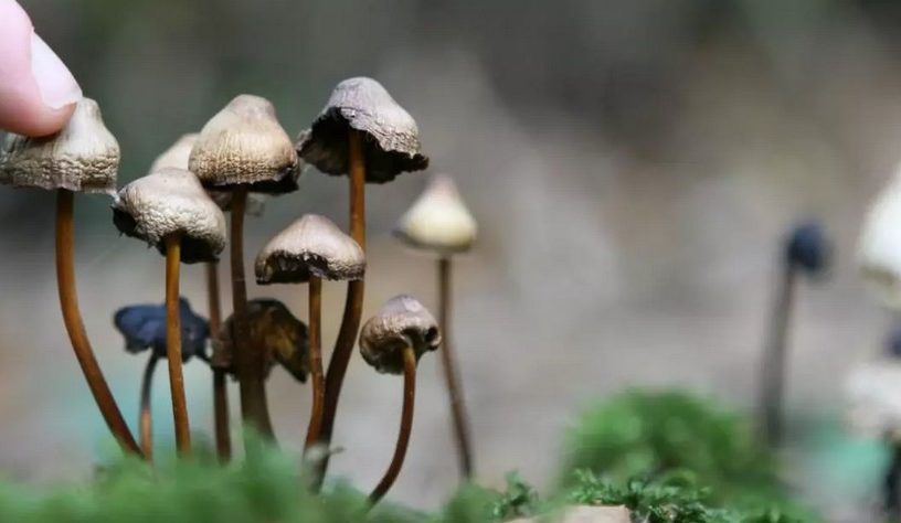 psilocybine psychedeliques